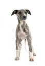 English Whippet in studio Royalty Free Stock Photo