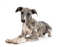 English Whippet in studio Royalty Free Stock Photo