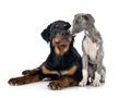 English Whippet and rottweiler in studio Royalty Free Stock Photo