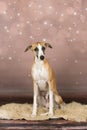 english whippet sitting in studio with christmas stars background Royalty Free Stock Photo