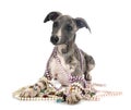 English Whippet in studio Royalty Free Stock Photo