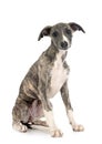 English Whippet in studio Royalty Free Stock Photo