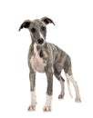 English Whippet in studio Royalty Free Stock Photo