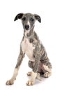 English Whippet in studio Royalty Free Stock Photo