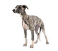 English Whippet in studio Royalty Free Stock Photo