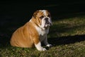 English white and brown female bulldog sitting on the grass