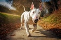 English white bull Terrier running on green lawn.