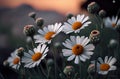 English White Daisy Flowers Field Floral Background Generative AI