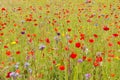 English Wildflower Meadow in Summer