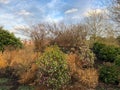 English winter garden with ornamental grasses, Daphne shrubs and cloudy sky, the subject is out of focus