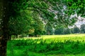 english countryside green grass and trees Royalty Free Stock Photo