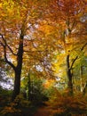 English woodland showing autumn colours