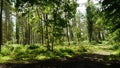 English Woodland