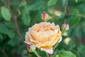Golden celebration rose, flower and buds