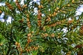 English Yew European Yew, Taxus baccata, Common Yew