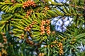 English Yew European Yew, Taxus baccata, Common Yew