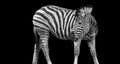 An English Zebra? Royalty Free Stock Photo