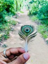 The SriLankan Peacock Feather's Radiant Splendor