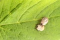 Black legged deer ticks on a leaf