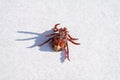 An engorged dead tick specimen lying on its back Royalty Free Stock Photo