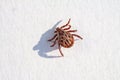 An engorged dead tick specimen lying on its back Royalty Free Stock Photo