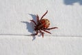An engorged dead tick specimen lying on its back Royalty Free Stock Photo