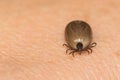 An Engorged Female Deer Tick