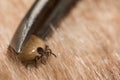 An Engorged Female Deer Tick