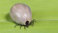 Engorged female deer tick. Ixodes ricinus. Dangerous mite on green leaf background. Acari