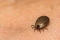 An Engorged Female Deer Tick Royalty Free Stock Photo