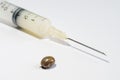 Engorged brown dog tick and syringe with vaccine