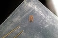 Enlarged tick in a bag