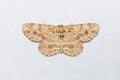 Engrailed or Small Engrailed moth