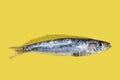 (Engraulis encrasicolus) Fresh anchovies on a yellow background. Fish rich in vitamin B with an exquisite flavor