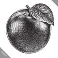 Engrave isolated apple hand drawn graphic vector illustration Royalty Free Stock Photo