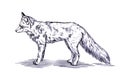 Engrave ink draw fox illustration