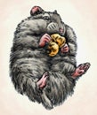 Engrave ink draw hamster illustration