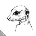 Engrave ink draw meerkat illustration