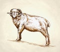 Engrave ink draw sheep illustration