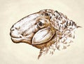 Engrave ink draw sheep illustration