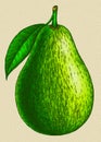 Engrave isolated avocado hand drawn graphic illustration