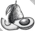 Engrave isolated avocado hand drawn graphic illustration