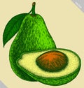 Engrave isolated avocado hand drawn graphic illustration Royalty Free Stock Photo