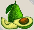 Engrave isolated avocado hand drawn graphic illustration Royalty Free Stock Photo