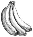 Engrave isolated banana hand drawn graphic illustration