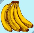 Engrave isolated banana hand drawn graphic vector illustration