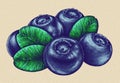 Engrave isolated blueberry hand drawn graphic illustration