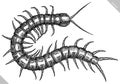 Engrave isolated centipede hand drawn graphic illustration