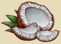 Engrave isolated coconut hand drawn graphic illustration