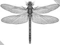 Engrave isolated dragonfly hand drawn graphic illustration Royalty Free Stock Photo